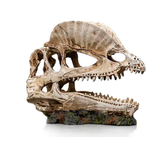 Calavera dinosaurio modelo 1. Giganterra