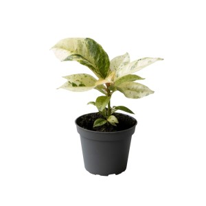 Ficus elastica ‘Schrijveriana’ 2