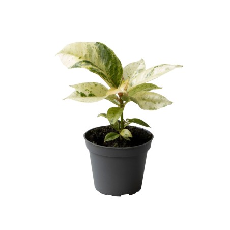 Ficus elastica ‘Schrijveriana’
