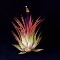 Tillandsia ionantha ionantha 2
