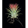 Tillandsia ionantha ionantha