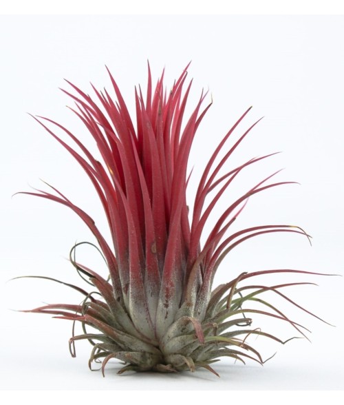 Tillandsia ionantha ionantha