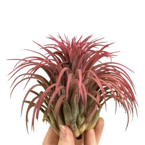 Tillandsia ionantha ionantha