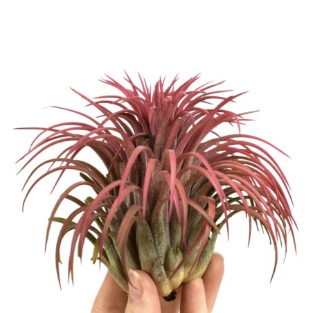 Tillandsia ionantha ionantha