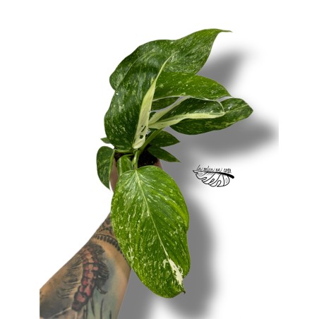 Philodendron Jose Buono