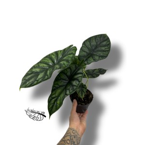 Alocasia 'Dragon Scale'