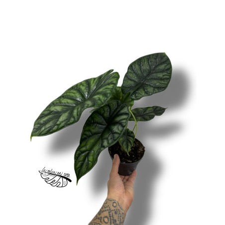 Alocasia 'Dragon Scale'