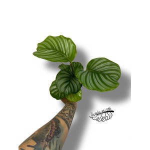Calathea Orbifolia 2