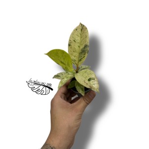 Ficus elastica ‘Schrijveriana’