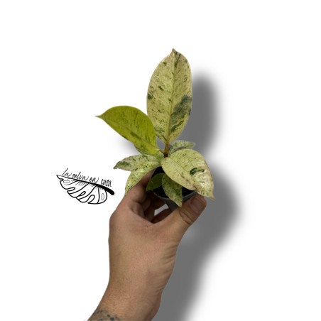 Ficus elastica ‘Schrijveriana’
