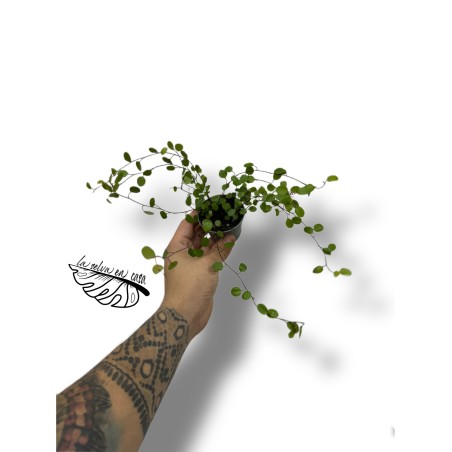 Muehlenbeckia complexa