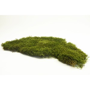Musgo preservado Long Moss.. 2