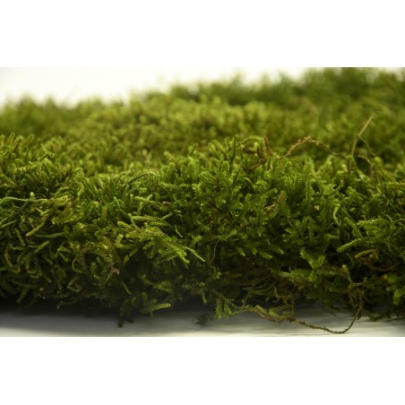 Musgo preservado Long Moss..