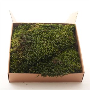 Musgo preservado Long Moss..