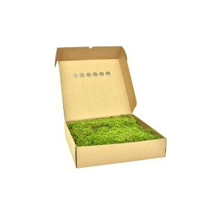 Musgo preservado Star Moss.