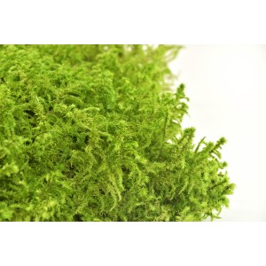 Musgo preservado Star Moss. 2