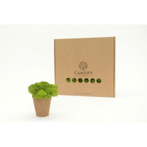 Musgo preservado Reinder Moss. 2