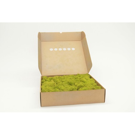Musgo preservado Reinder Moss.