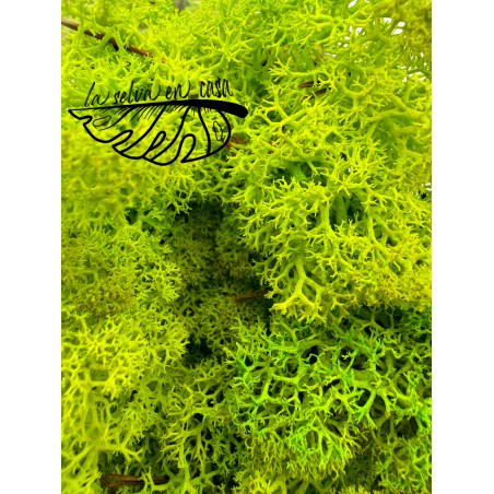 Musgo preservado Reinder Moss.