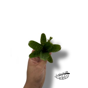 Neoregelia Flerida 2