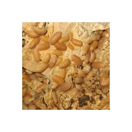 Cubaris murina “Mandarine”