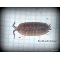 Porcellio ornatus (MIX 15u.) 2