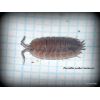 Porcellio ornatus (MIX 15u.)