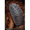 Porcellio ornatus (MIX 15u.)