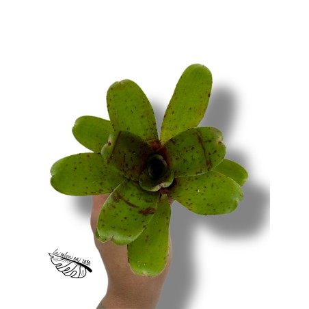 Neoregelia rubrifolia hybride compacta