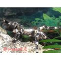 Poecilotheria regalis (4/4.5 cm de cuerpo)