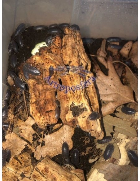 Porcellio laevis  (MIX 25u.)