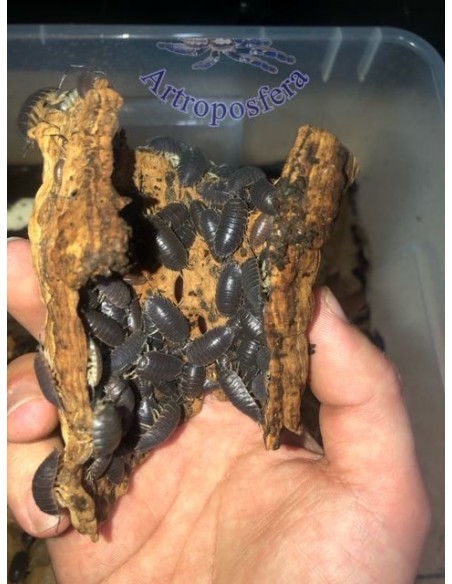 Porcellio laevis  (MIX 25u.)