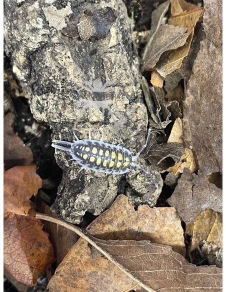 Porcellio haasi