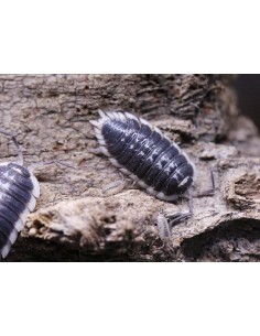 Porcellio flavomarginatus