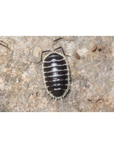 Porcellio flavomarginatus 2