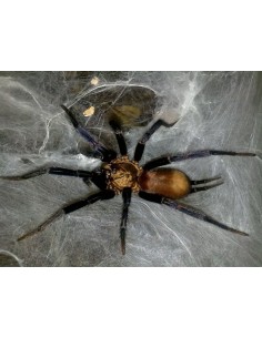 Linothele megatheloides