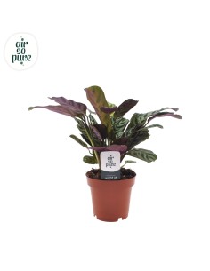 Ctenanthe burle-marxii 2