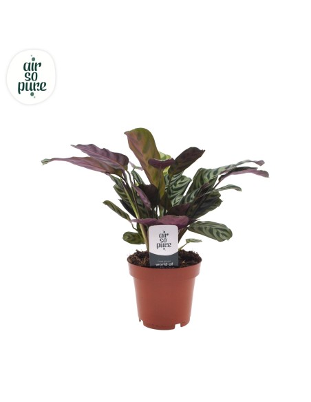 Ctenanthe burle-marxii