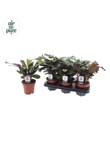 Ctenanthe burle-marxii