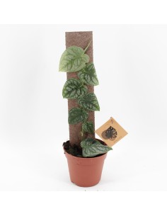 Monstera dubia 2