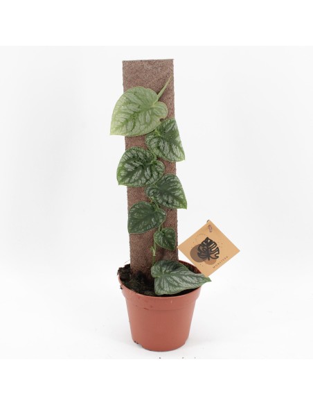 Monstera dubia