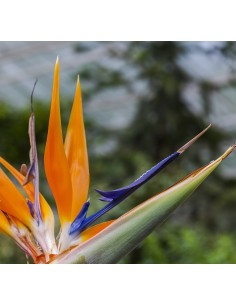 Strelitzia reginae 2