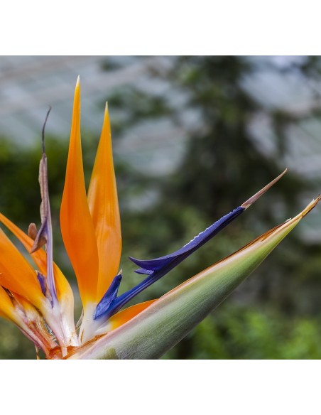 Strelitzia reginae