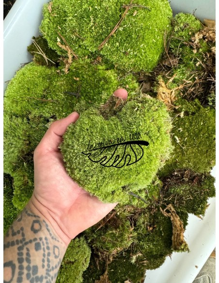 Dicranum scoparium, Bolas de musgo