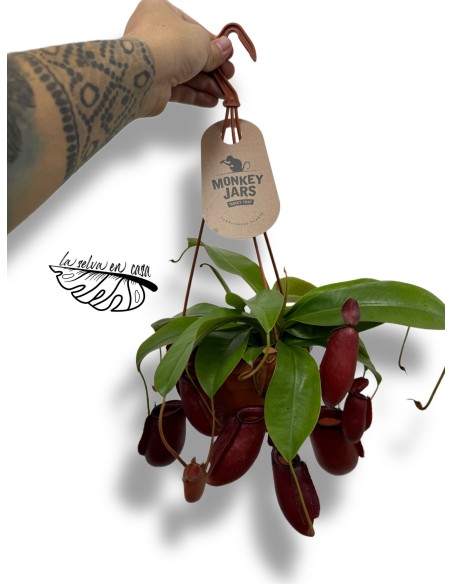Nepenthes Gaya XL