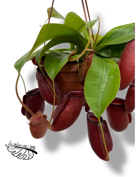 Nepenthes Gaya XL