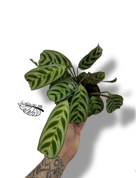 Ctenanthe burle-marxii
