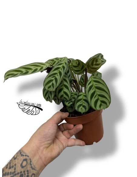 Ctenanthe burle-marxii
