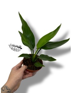 Strelitzia reginae