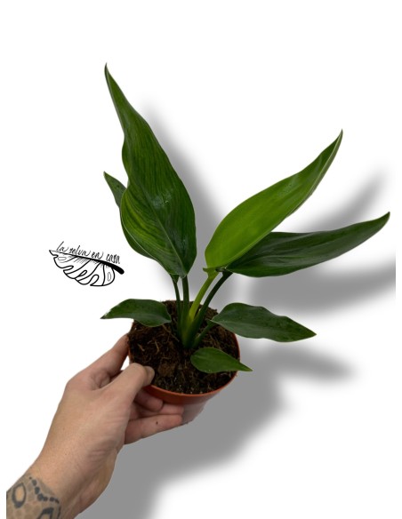 Strelitzia reginae
